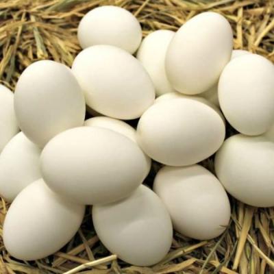 Egg Duck