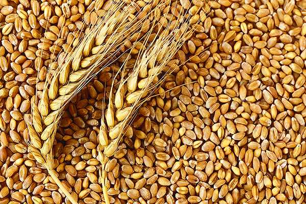 Wheat Loose(Gothambu)