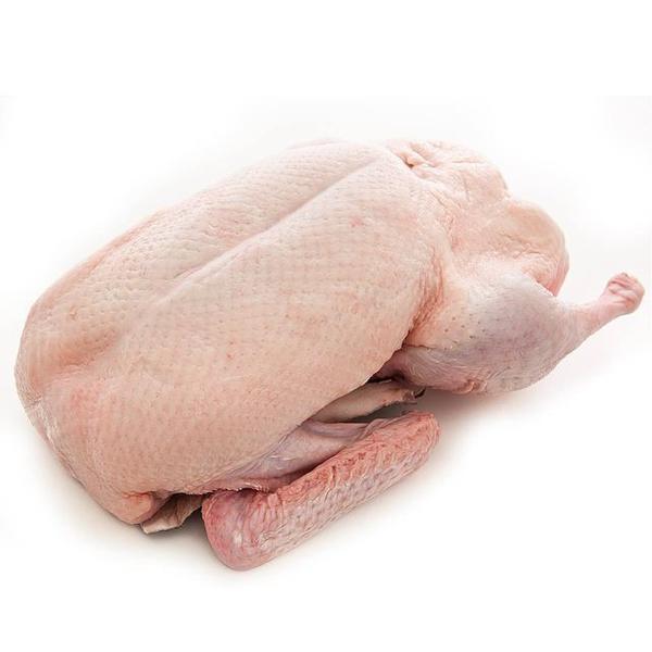 Frozen Duck