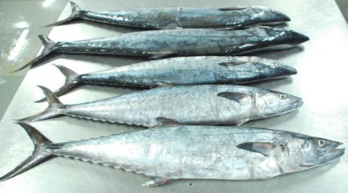 Frozen Sear(King Fish Or Neymeen)